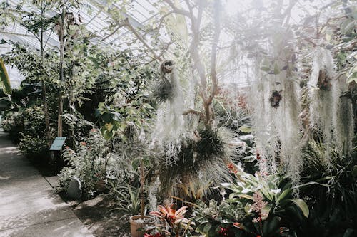 温室内の植物