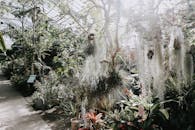 探索阳光明媚的植物温室，那里长满了各种植物和悬垂的苔藓，景色优美