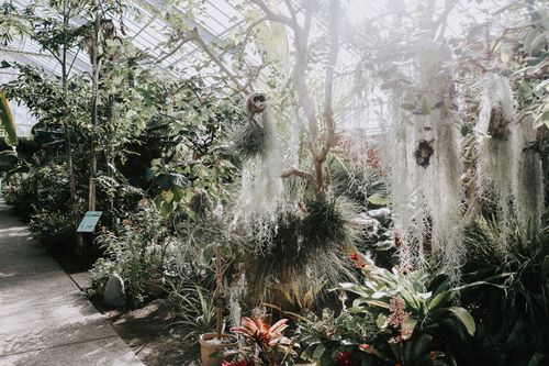 Free Explore the beauty of a sunlit botanical greenhouse filled with diverse plants and hanging moss. Stock Photo