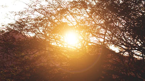 Lever Du Soleil Derrière La Silhouette De L'arbre