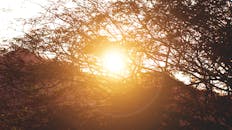 金色的夕阳光透过树枝，勾勒出温暖而宁静的轮廓