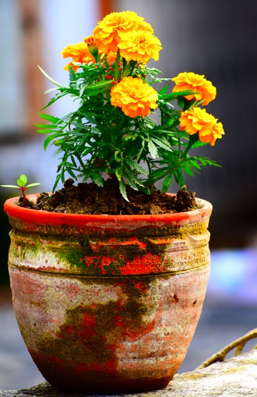 Free Bright yellow marigold flowers blooming in a rustic terracotta pot outdoors. Stock Photo