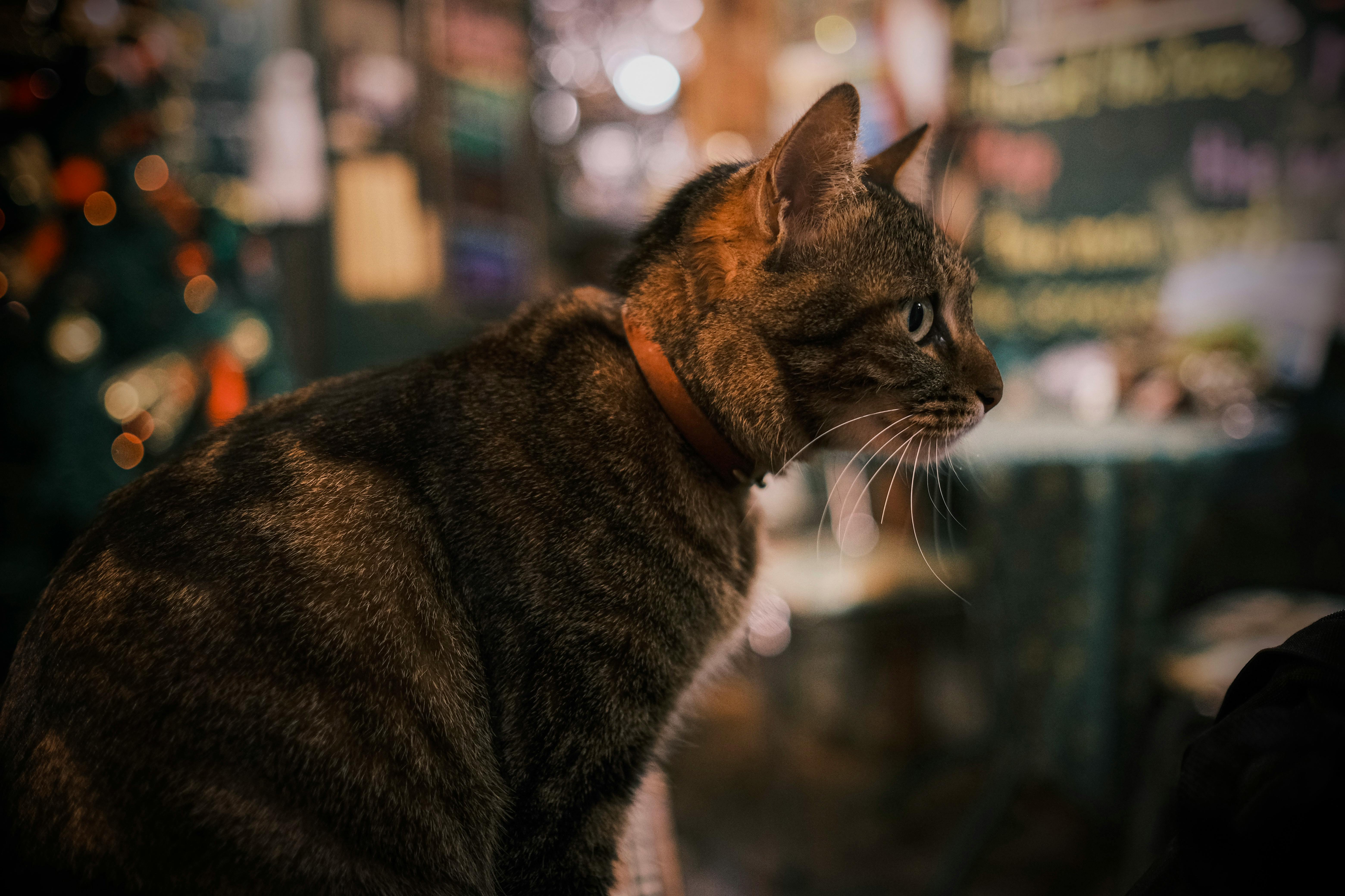 Ancient Palaces, a Cat Café, and KPop Demon Hunters—the Perfect Family Travel Itinerary for South Korea — Photo by Teresa Jan