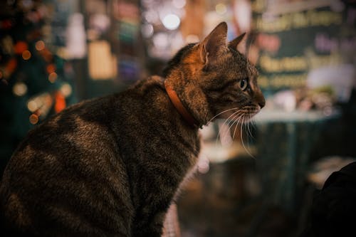 Free Brown Tabby Cat in Tilt Shift Lens Stock Photo