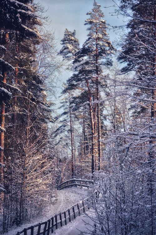 Snow Covered Trees