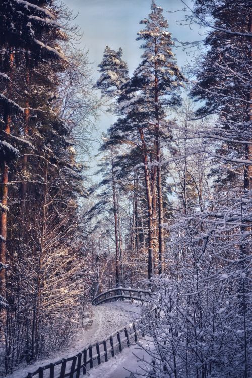 Free Serene winter forest with snow-covered trees and a winding path under a clear sky. Stock Photo