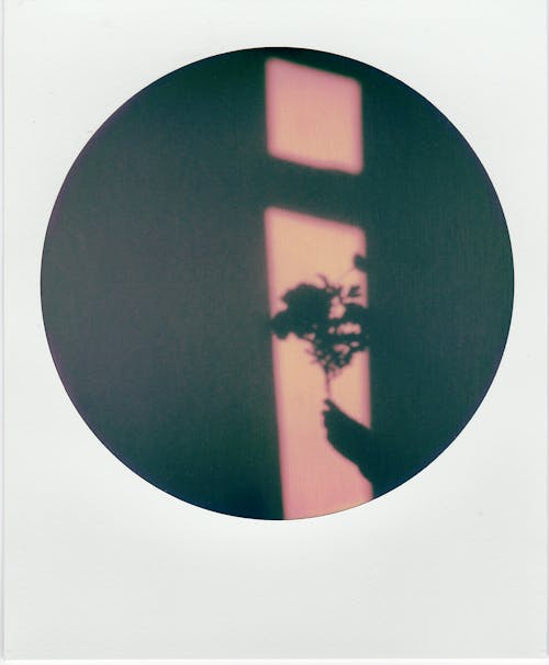 Безкоштовне стокове фото на тему «Polaroid, вертикальні постріл, квіти»