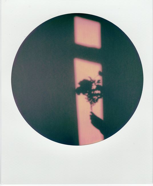 A creative silhouette of a hand with flowers against a warm-colored window backdrop.