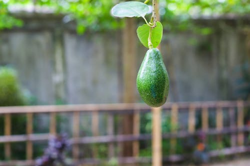 Close Up Photo of a Fruit Hanging