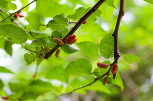 Free stock photo of fruit, mulberry, nature
