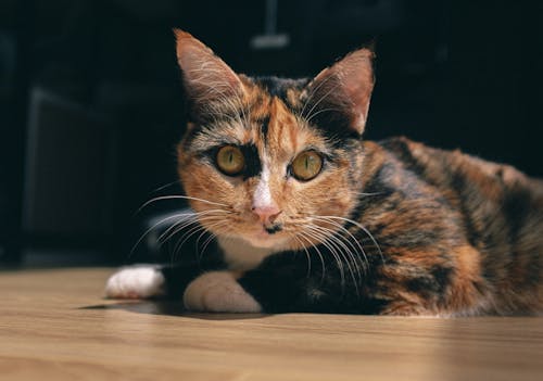 Free Brown and Black Cat Lying on Brown Wooden Table Stock Photo