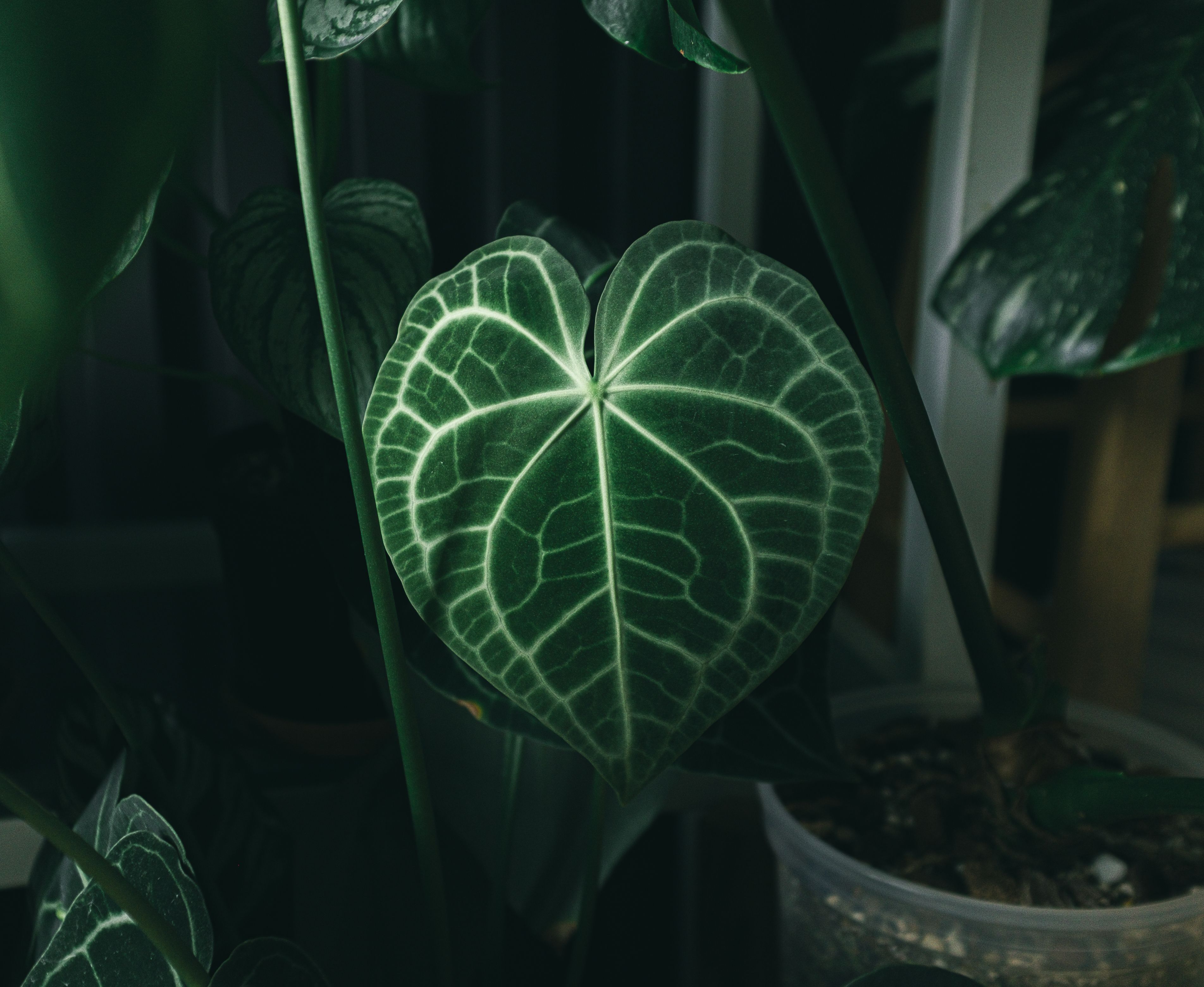 Anthurium Crystallinum x Dressleri