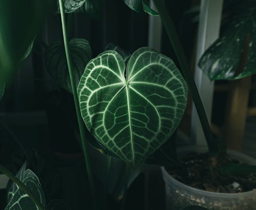 Green Leaf Plant in Pot