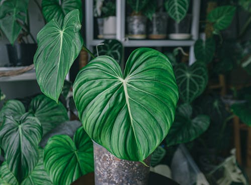 Free A Plant with Green Leaves Stock Photo