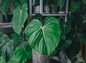 A Plant with Green Leaves