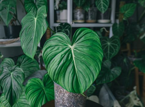 A Plant with Green Leaves