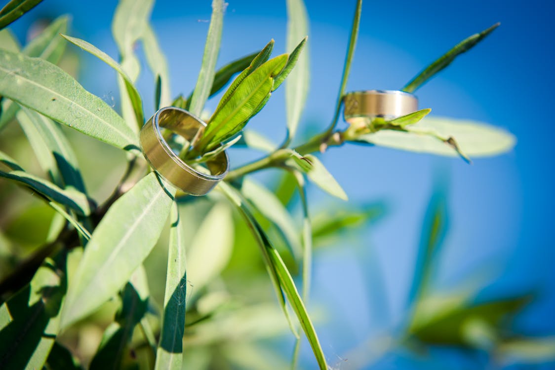 Two Gold-colored Rings on Plant Leafs