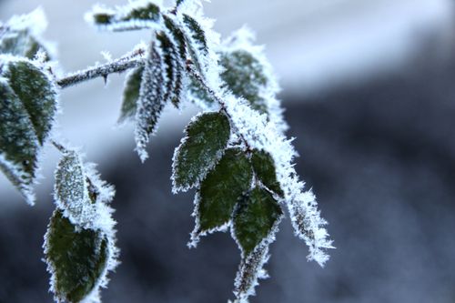 Free Close-up of frost-covered leaves against a blurred winter background. Stock Photo