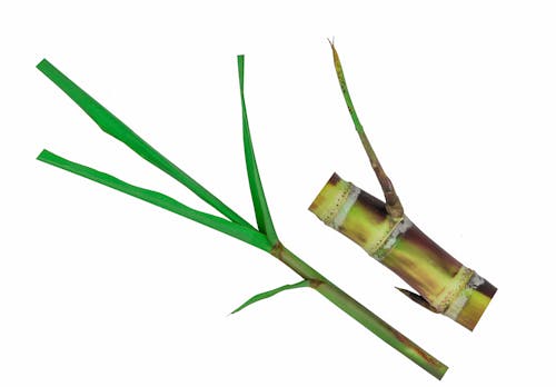 Free stock photo of plant, sugar cane