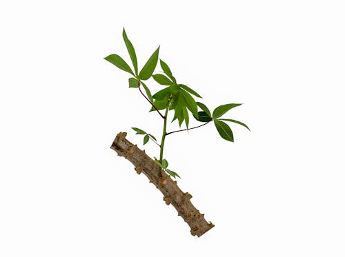Free stock photo of cassava, plant