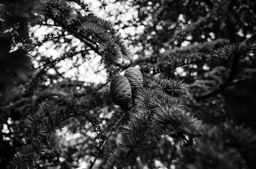 Foto d'estoc gratuïta de arbre, blanc i negre, branca