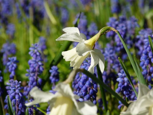 Kostnadsfri bild av blå blommor, blommor, fjäder