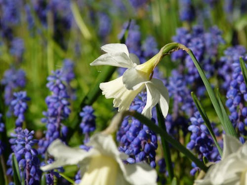 Free stock photo of blue flowers, daffodil, flowers