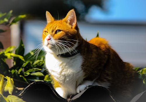 Chat Blanc Et Brun