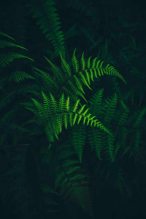 Free Detailed close-up of lush green fern leaves with natural lighting, highlighting the leaf texture. Stock Photo