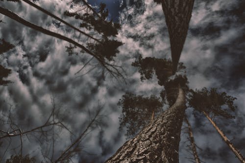 Photo D'arbres Gris Avec Des Nuages