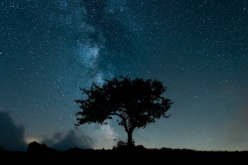 Foto profissional grátis de árvore, astrologia, astronomia