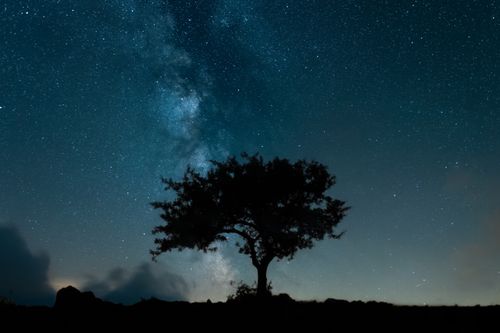 Free Explore the captivating night sky with a lone tree silhouette under a star-filled universe in Niğde, Turkey. Stock Photo