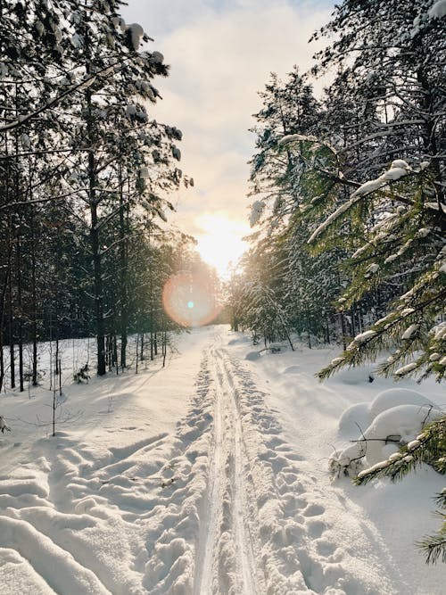 Imagine de stoc gratuită din acoperit de zăpadă, arbori, fotografiere verticală