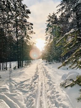 Serene winter landscape of a snow-covered forest path with sunlight breaking through trees.