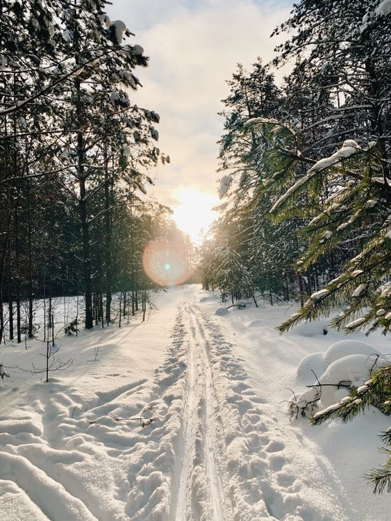 Tree Snow Ground Trees and Snow Covered Ground · Free Stock Photo