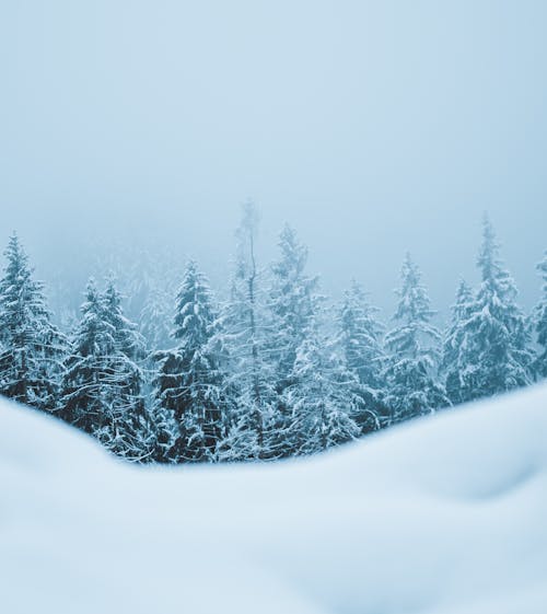 Foto stok gratis musim dingin, pohon, tembakan vertikal
