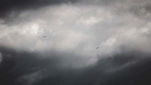 Gratis lagerfoto af birds_flying, grå himmel, hvide-skyer Lagerfoto