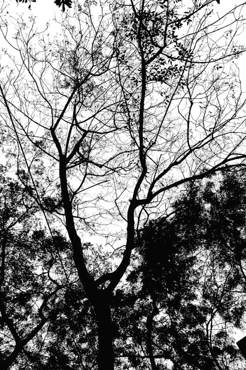 Imagine de stoc gratuită din alb-negru, crengi de copac, fondul pădurii întunecate