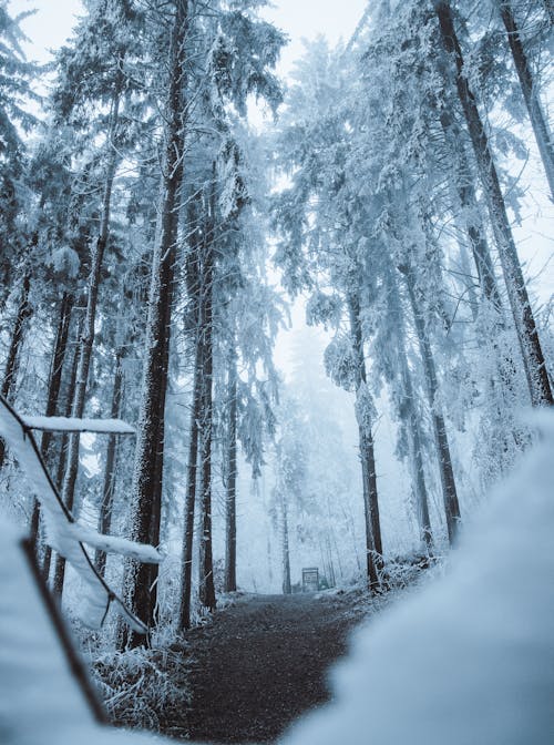 Ilmainen kuvapankkikuva tunnisteilla flunssa, huurteinen, jää