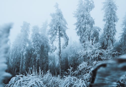 Ilmainen kuvapankkikuva tunnisteilla flunssa, huurteinen, jää