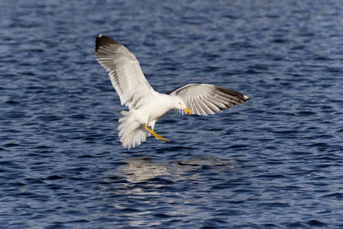 White Bird Flying over the Sea