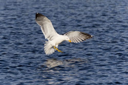 Free A seagull gracefully flying over the ocean in Northern Ireland. Stock Photo