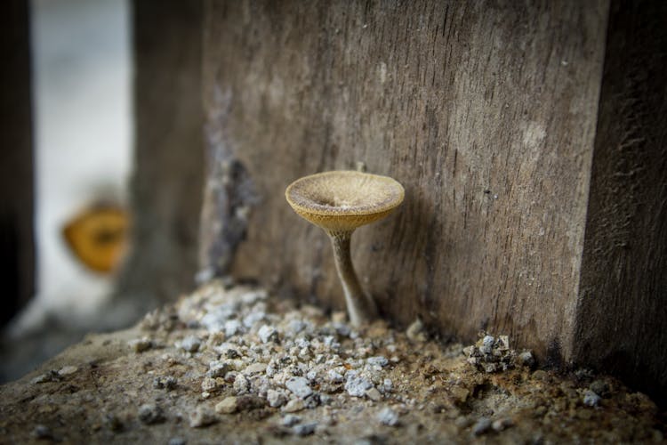 Brown Mushroom Near Wooden Block