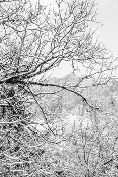 A detailed view of snow-covered tree branches against a winter landscape.