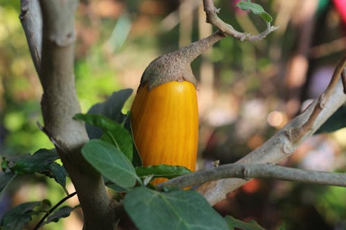 Yellow Eggplant