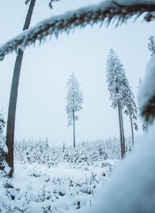 คลังภาพถ่ายฟรี ของ ต้นไม้, มีหิมะปกคลุม, ยิงแนวตั้ง