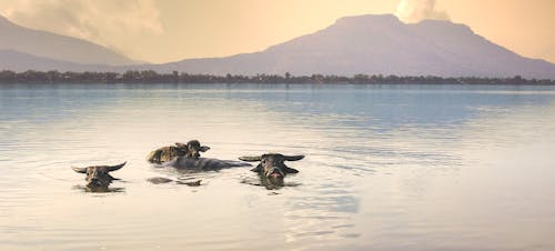 Water Buffalos in Lake in Laos