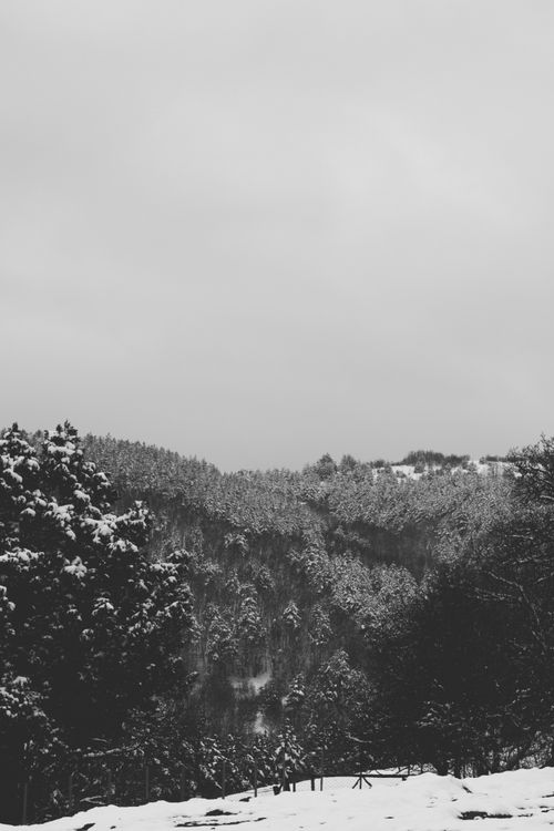 Free A tranquil black and white photograph of a snow-covered forest scene in winter. Stock Photo