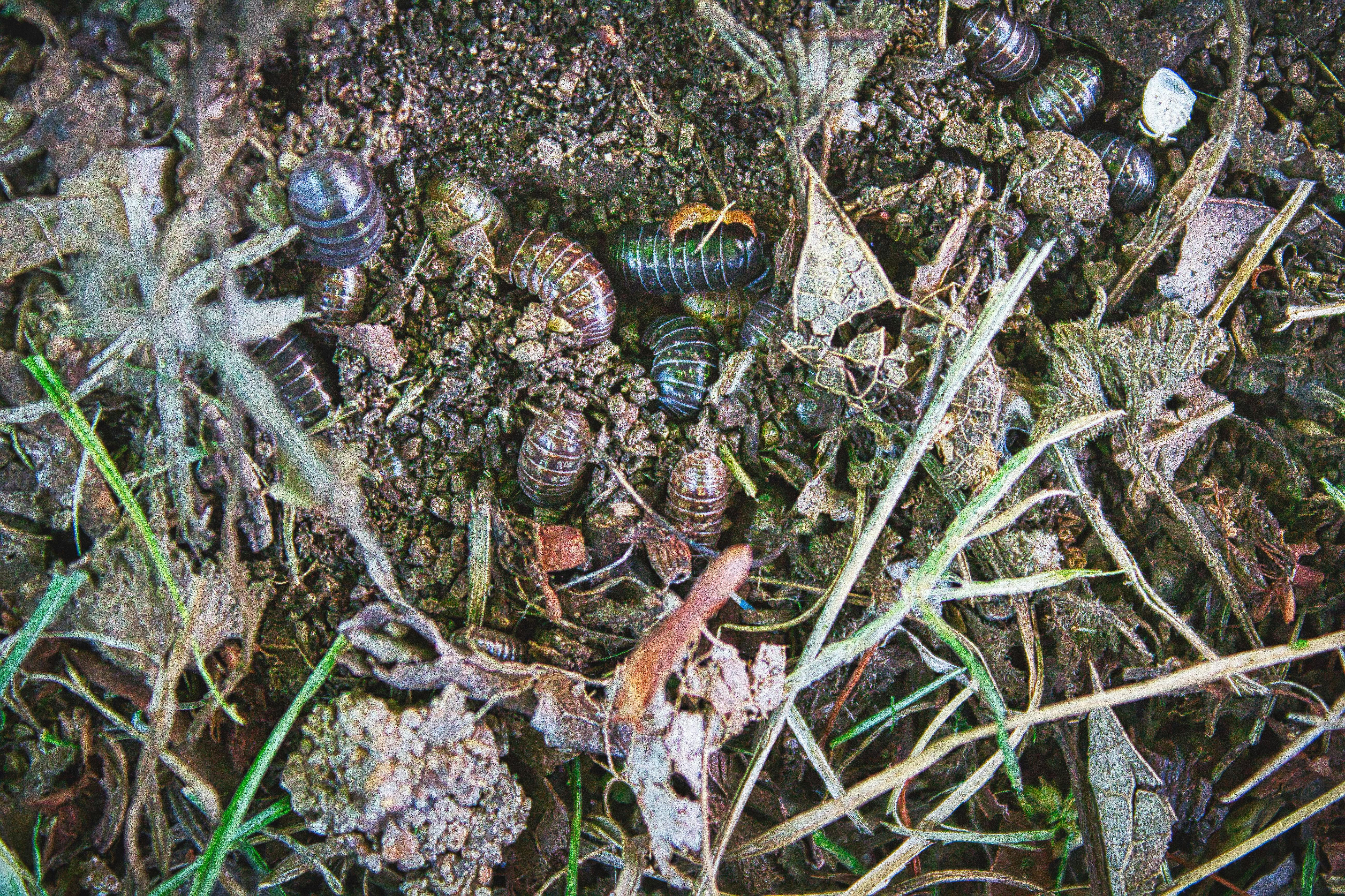 Free stock photo of bugs, dirt, ground