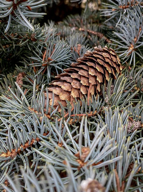 Brown Pine Cone in Close Up Photography